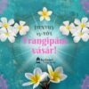 Frangipani (templomfa) - növény csemete