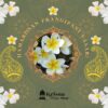 Frangipani (templomfa) - növény csemete