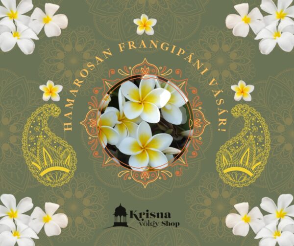Frangipani (templomfa) - növény csemete