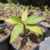 Frangipani (templomfa) - növény csemete - Image 2