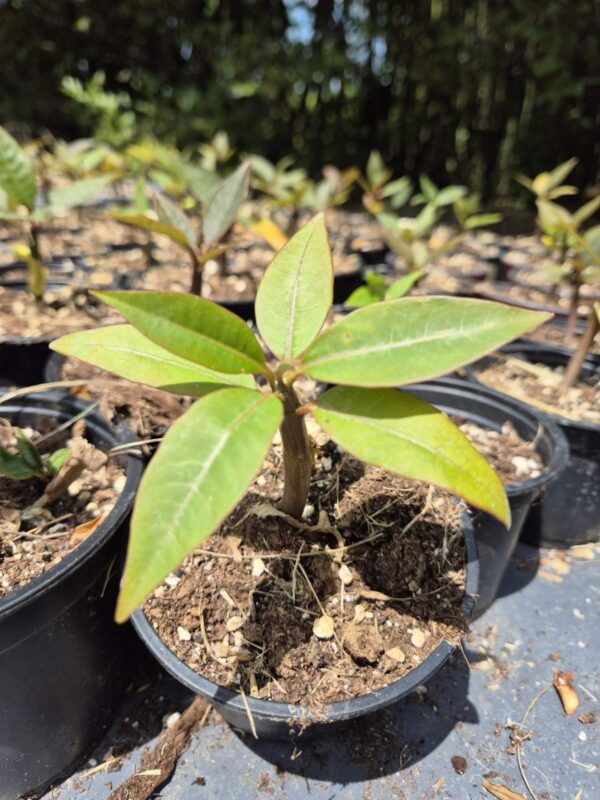 Frangipani (templomfa) - növény csemete - Image 2