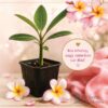 Frangipani - növény csemete