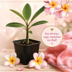 Frangipani - növény csemete
